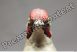 Green Woodpecker - Picus viridis 0020